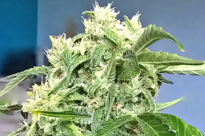 Как вырастить сорт марихуаны Doctor’s Choice #1 auto Выращивание семян конопли Doctor’s Choice #1 auto