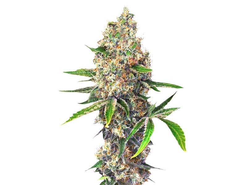 OG Kush от Dinafem Seeds OG Kush fem