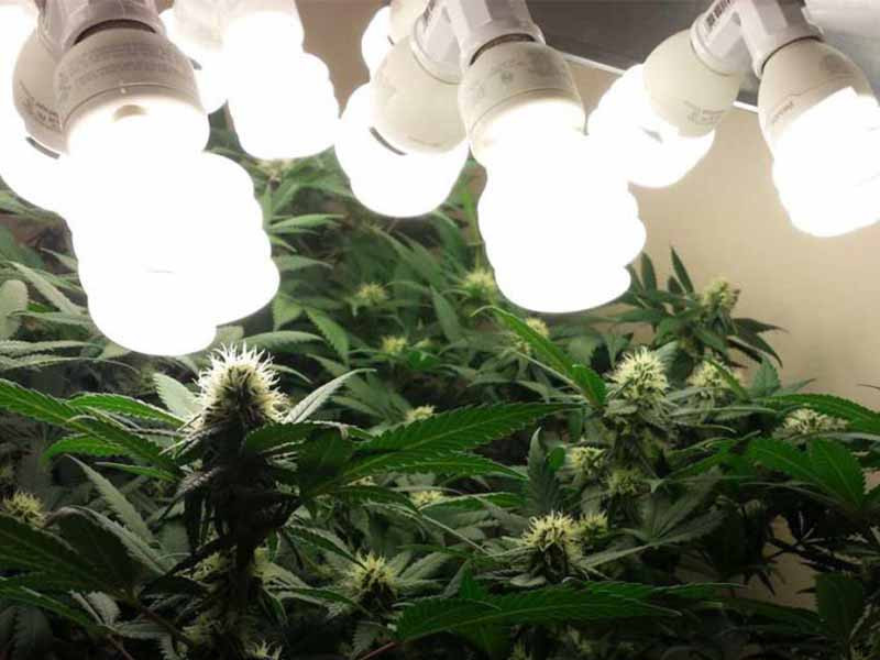 Энергосберегающие лампы ЭСЛ