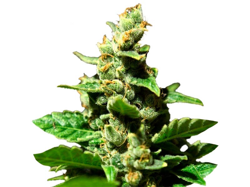 Green-O-Matic Auto fem от Green House Seeds Green-O-Matic Auto - мощный каннабис