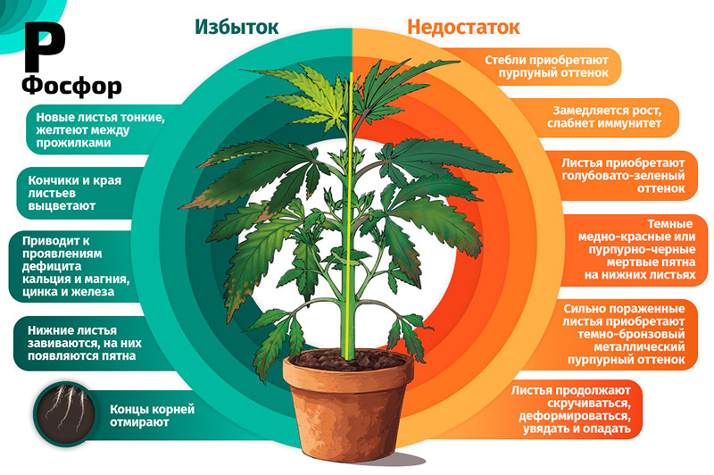 Фосфор и конопля