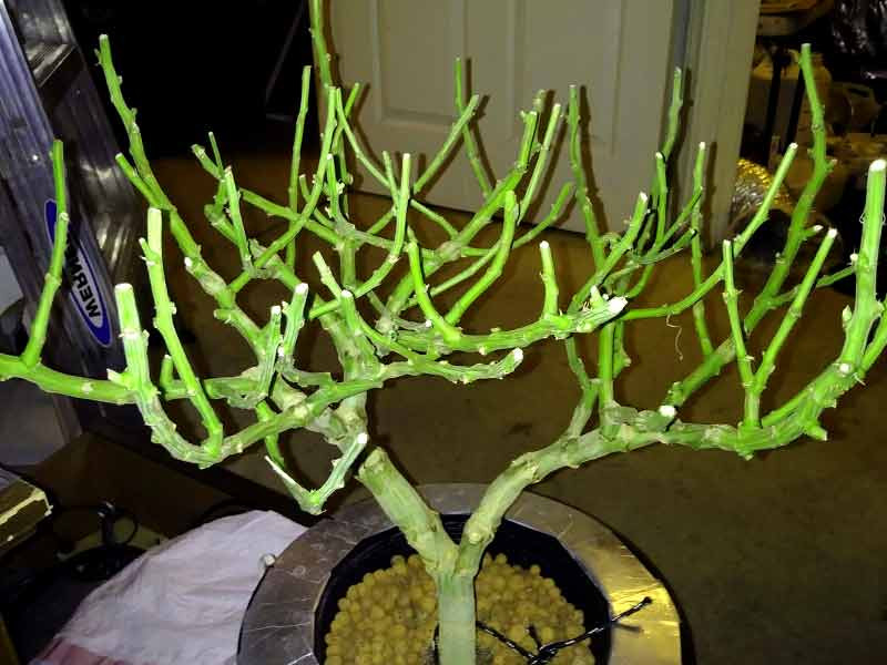 Крона конопли после ЛСТ и топпинга Крона конопли после фиминга и лст