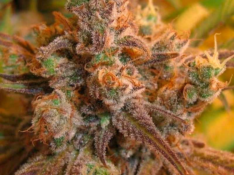 Сорт Super Silver Haze от Green House Seeds Сорт Super Silver Haze от Green House Seeds