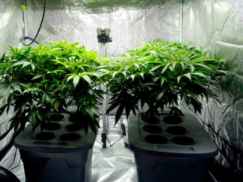Гидропонная установка Гидропонический способ выращивать марихуану