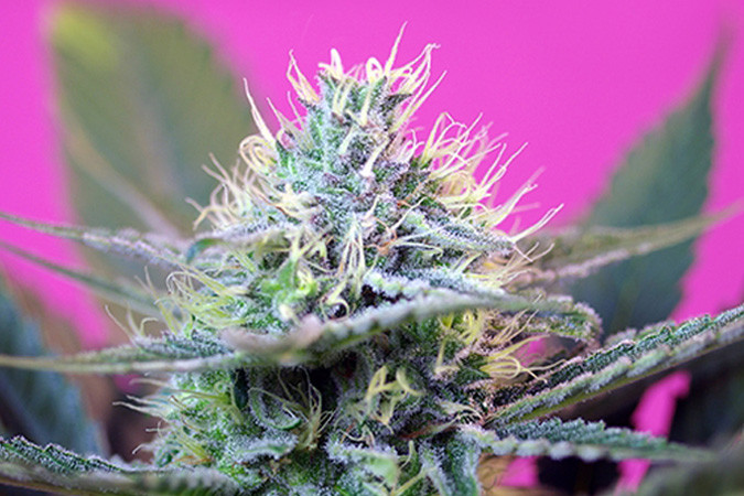 Автоцветущий сорт конопли + Speed Auto Сорт конопли + Speed Auto