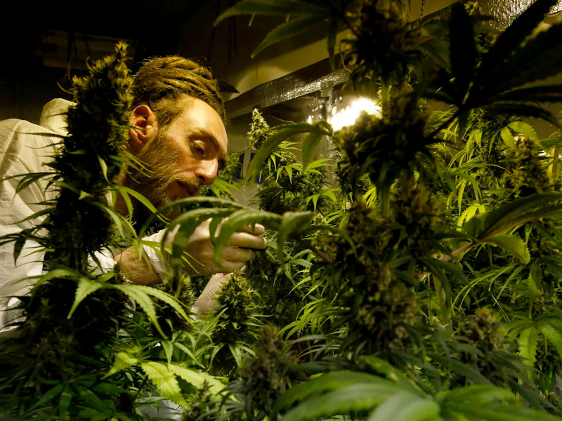 Способы быстрого выращивания каннабиса в домашних условиях Как быстро вырастить каннабис дома?