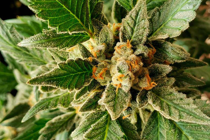 Автоцветущий сорт конопли Super Lemon Haze Auto Сорт марихуаны Super Lemon Haze Auto