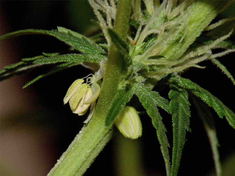 Признак гермафродита каннабиса Признак гермафродита