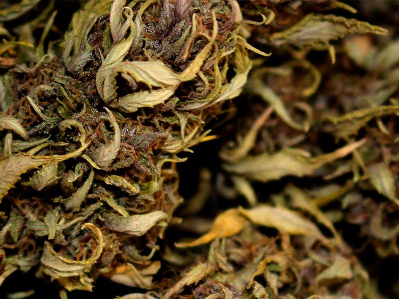 Конопля со временем теряет свои качества Срок пригодности конопли