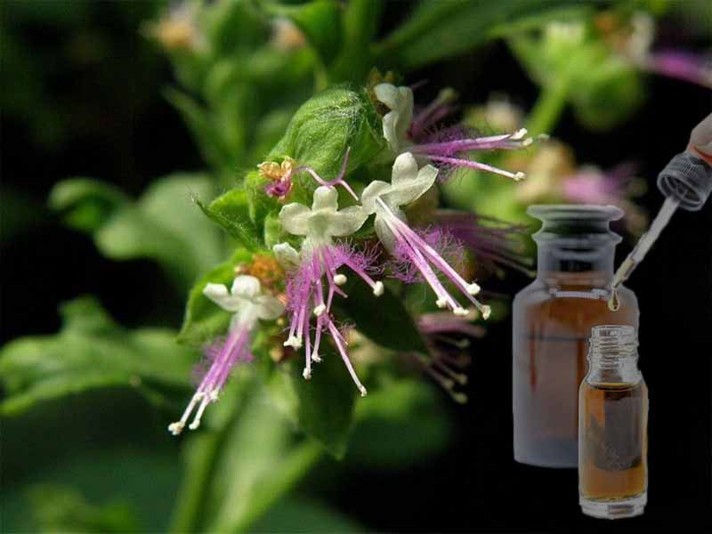 Масло Пачули скрывает запах Масло Пачули