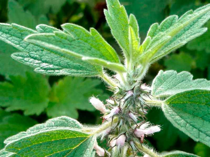 Пустырник пятилопастный Пустырник пятилопастный