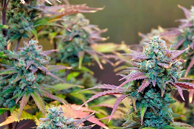 Как вырастить сорт марихуаны Auto Night Queen Выращивание семян конопли Auto Night Queen