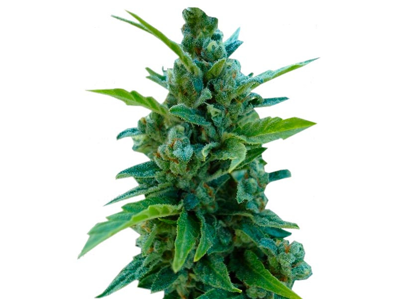 Сорт Automaria II auto Automaria II fem (Paradise Seeds)
