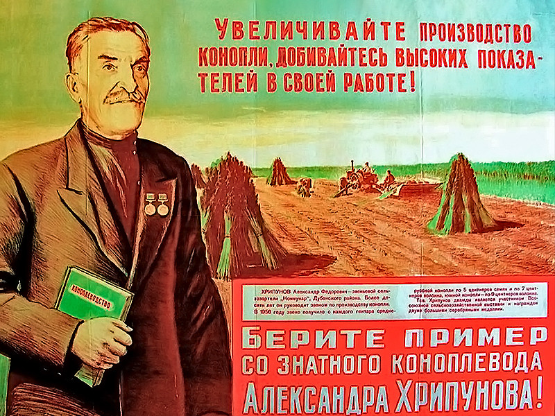 Промышленное производство каннабиса Выращивание конопли в промышленных масштабах