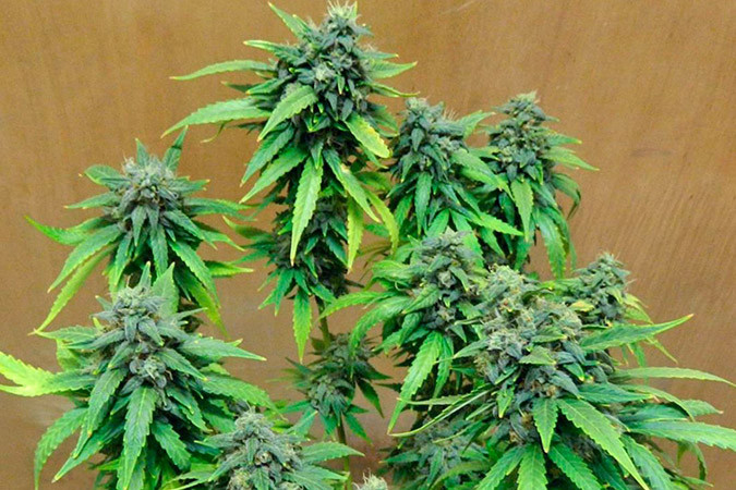Как вырастить сорт марихуаны StarRyder auto Выращивание семян конопли StarRyder auto