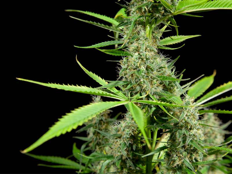 Урожайность сативы Сатива перед сбором урожая