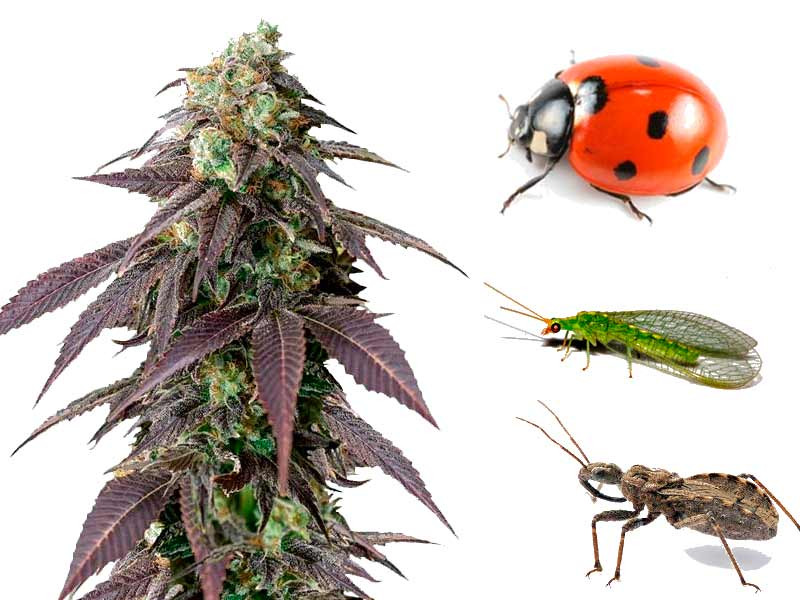 Насекомые спасатели конопли Насекомые помощники конопли