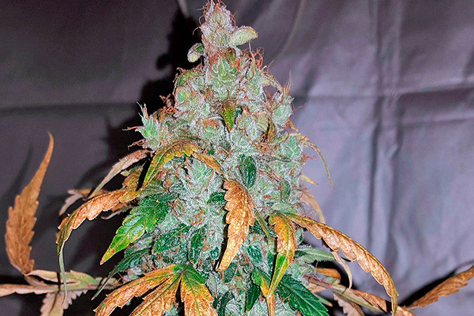 Как вырастить сорт марихуаны Auto White Widow Выращивание семян конопли Auto White Widow