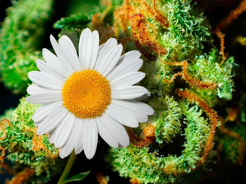 Ромашка способствует набуханию бошек Ромашка стимулирует набухания бошек