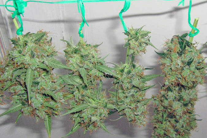 Мощный сорт каннабиса Jack Herer Auto Гибрид Сативы и Индики Jack Herer Auto