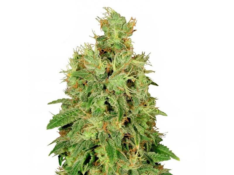 Медицинский сорт конопли CBD-Chronic CBD-Chronic