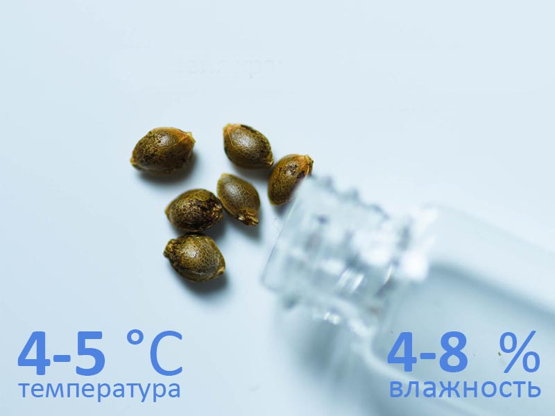 Хранение семян Условия хранения семян