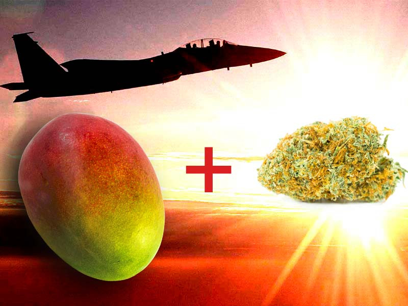 Манго перед употреблением каннабиса Влияние манго на эффект от каннабиса