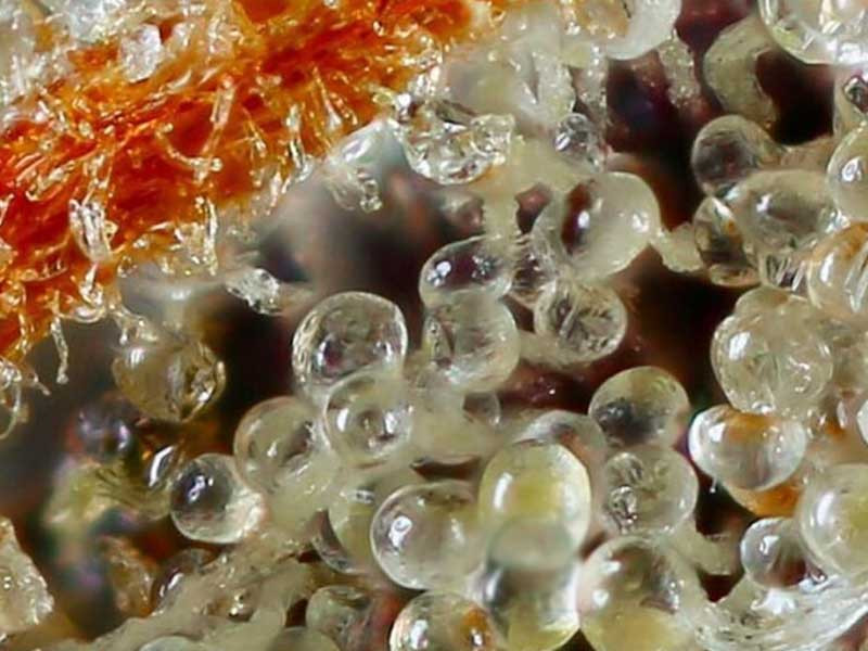 Больше трихом трихомы