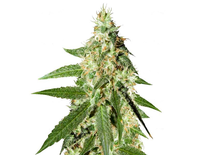 Сорт Auto Amnesia fem Auto Amnesia fem (Семяныч)