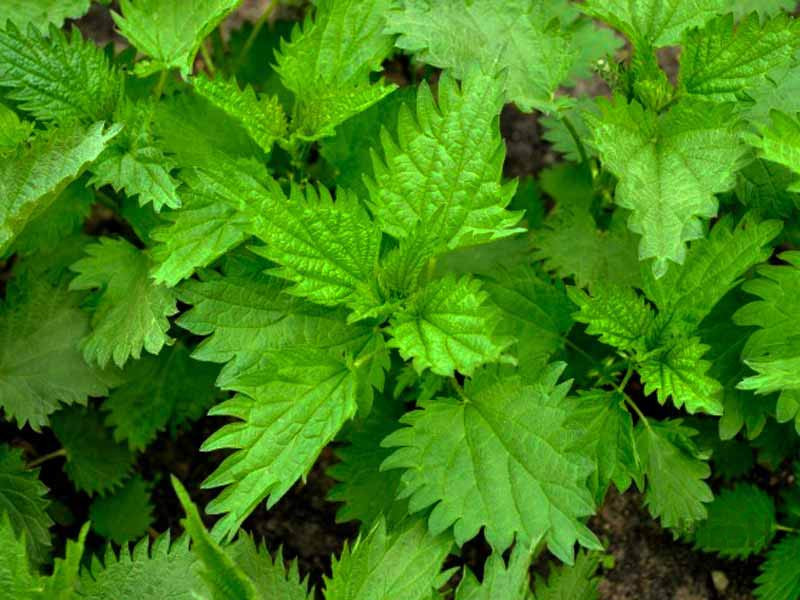 Крапива двудомная Крапива двудомная