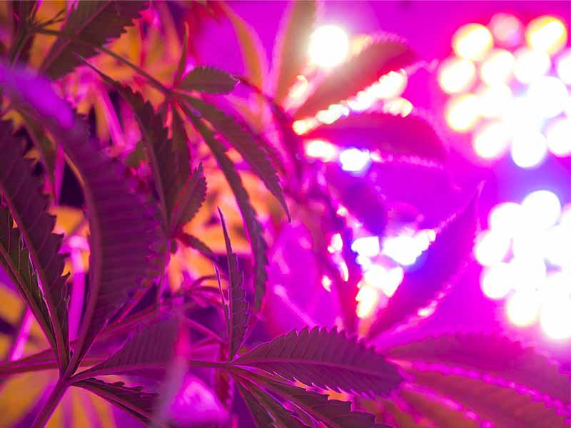 Лед лампы для конопли LED