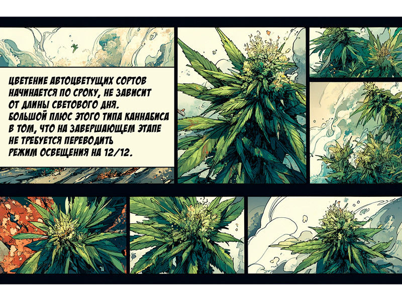 Стадия цветения