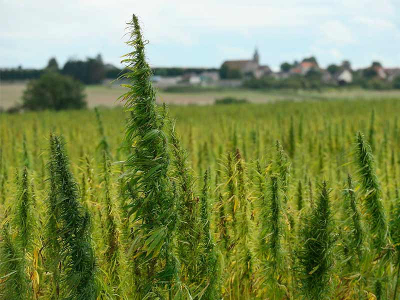 Поле цветущей Сативы Поле сативы