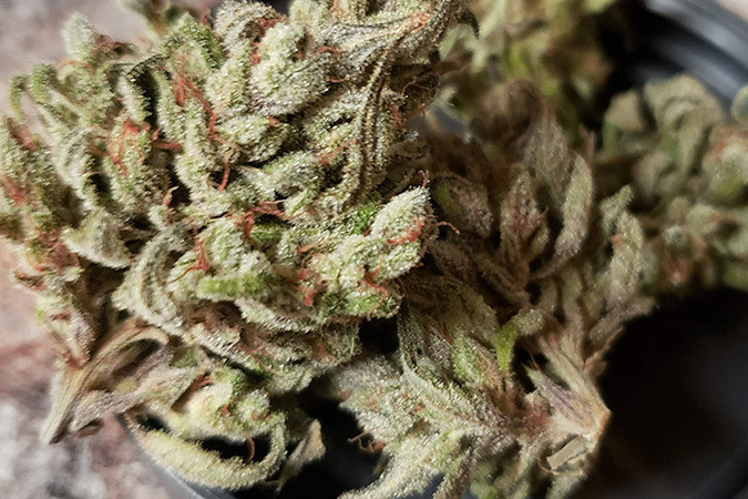 Сорт каннабиса против беспокойства West Coast O.G. auto Сорт конопли от тревоги West Coast O.G. auto