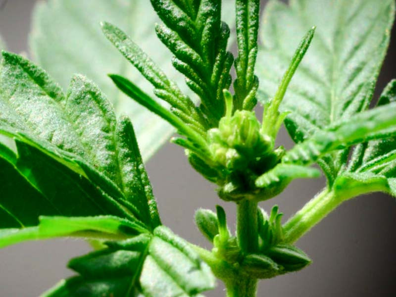 Мужское растение каннабиса Мужское растение конопли