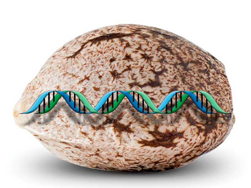 Уникальный генотип у каждого семени Уникальный генотип семян