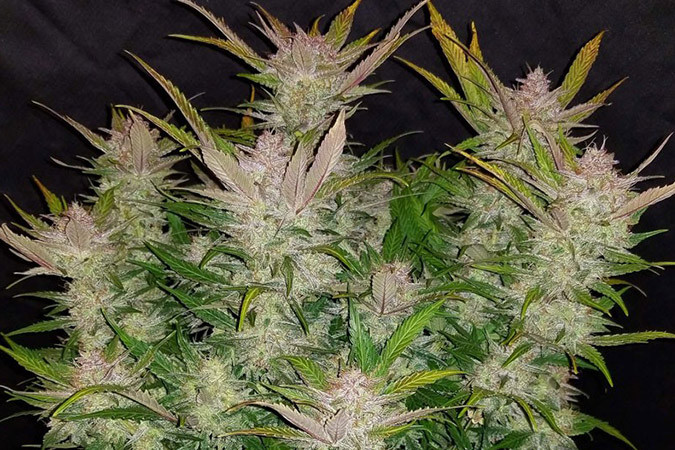 Выращивание семян конопли Cream Cookies auto Выращивание семян конопли Cream Cookies auto