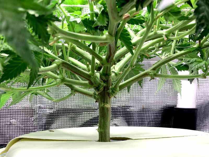 Короткое пространство между листьев Короткие междулистья конопли, низкий ScrOG