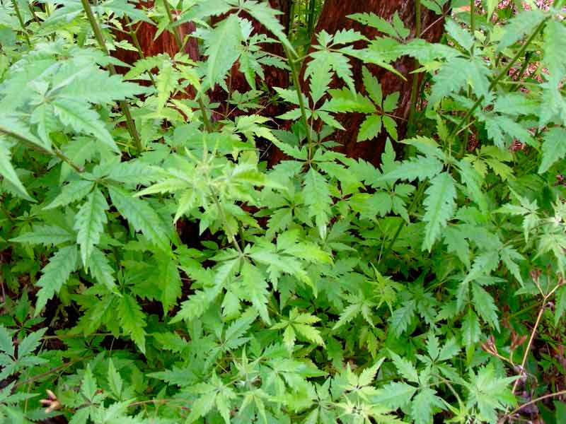 Прутняк китайский Прутняк китайский (Ниргунди)