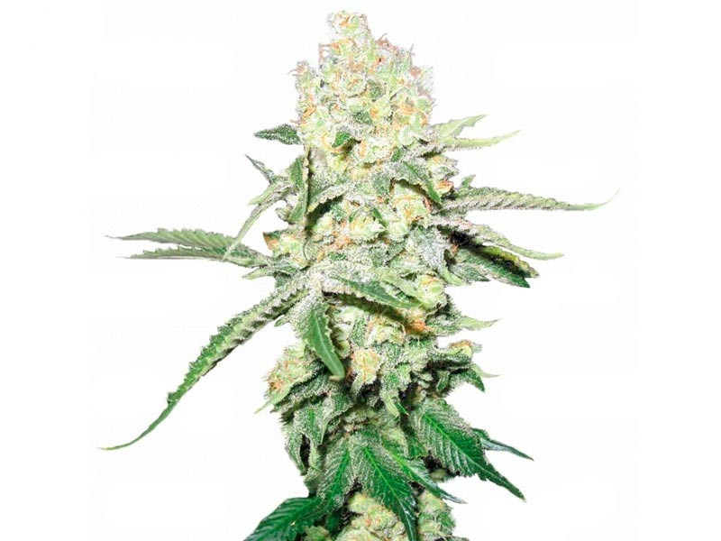 Сорт No name от Medical Seeds No name от Medical Seeds