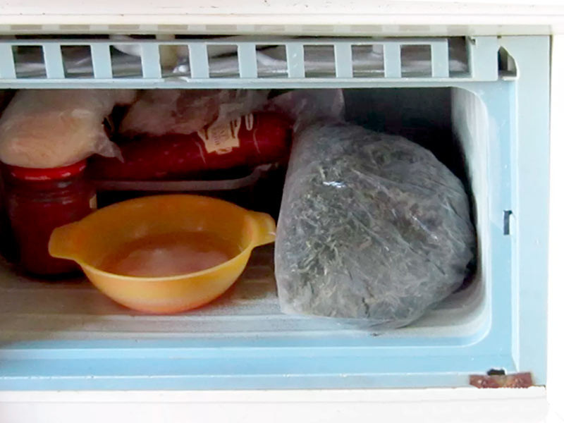 Миф о пролечке шишек конопли в морозильнике Миф о пролечке конопли в морозильнике