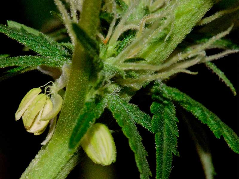 Появление мешочков с пыльцой на женском кусте конопли Конопля гермафродит