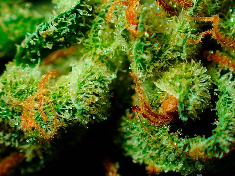 Трихомы на органической конопле Выращенные на органике бошки