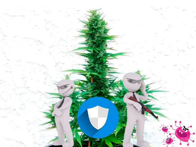 Защитники каннабиса Защитники конопли