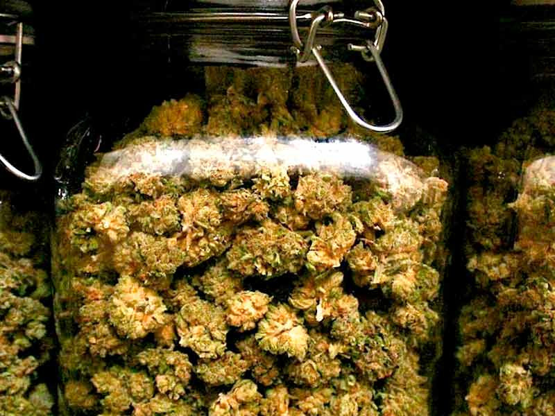 Конопля на пролечке Каннабис в банках долго хранится