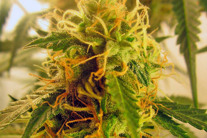 Как вырастить сорт марихуаны Jack Herer Auto Выращивание семян конопли Jack Herer Auto