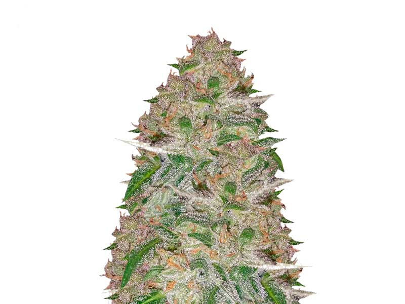 Doctor’s Choice #1 Doctor’s Choice #1 auto