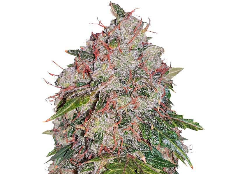 Auto White Widow fem от Pyramid Seeds Белая Вдова