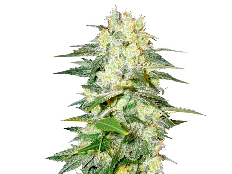 Afghan Kush Ryder auto от World of Seeds Afghan Kush Ryder auto fem