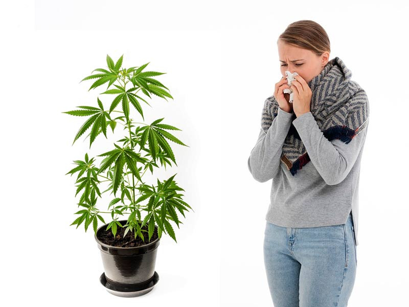Аллергия на марихуану Насморк из за конопли